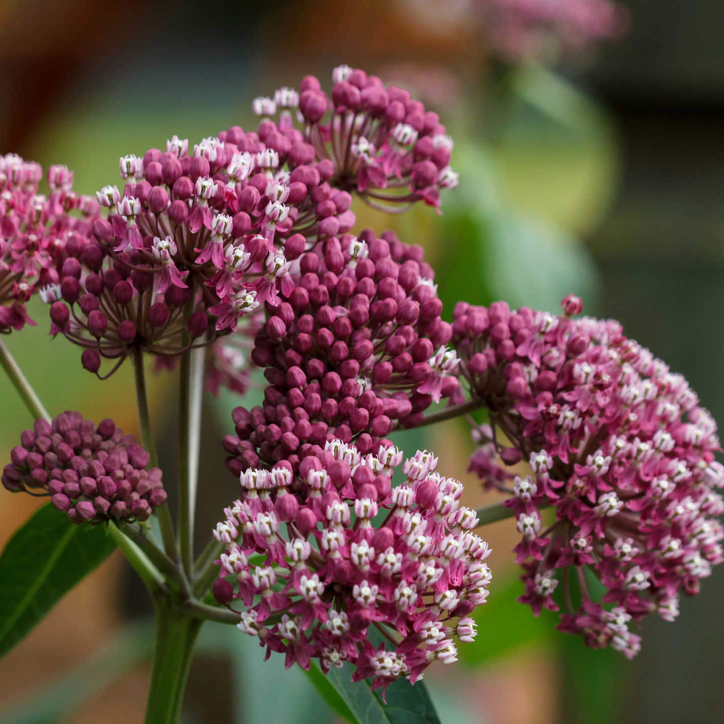 Swamp milkweed